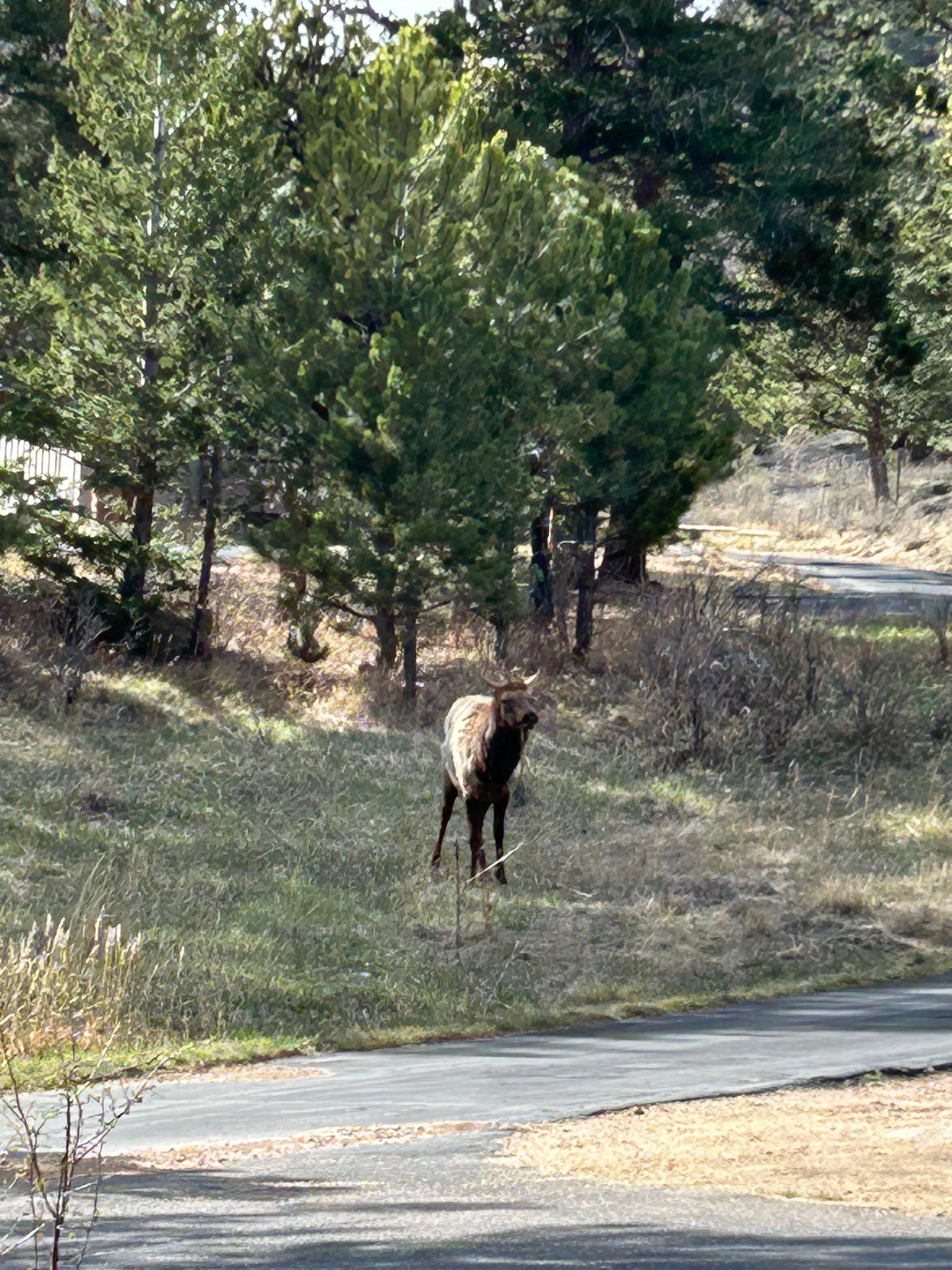 Elk by the drive upon arrival
