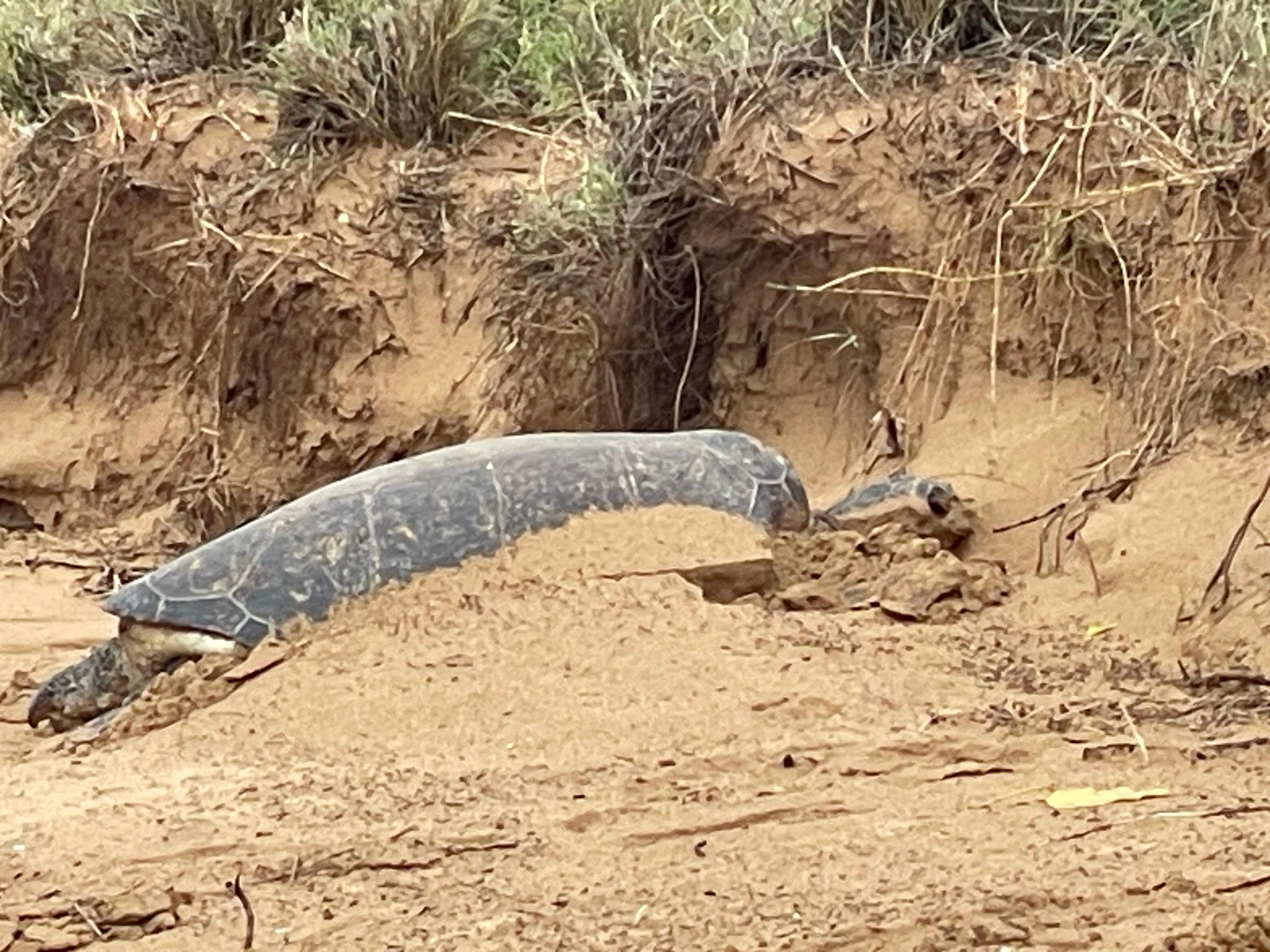 Turtles resting on beach in front of the house 
