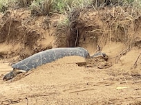 Turtles resting on beach in front of the house