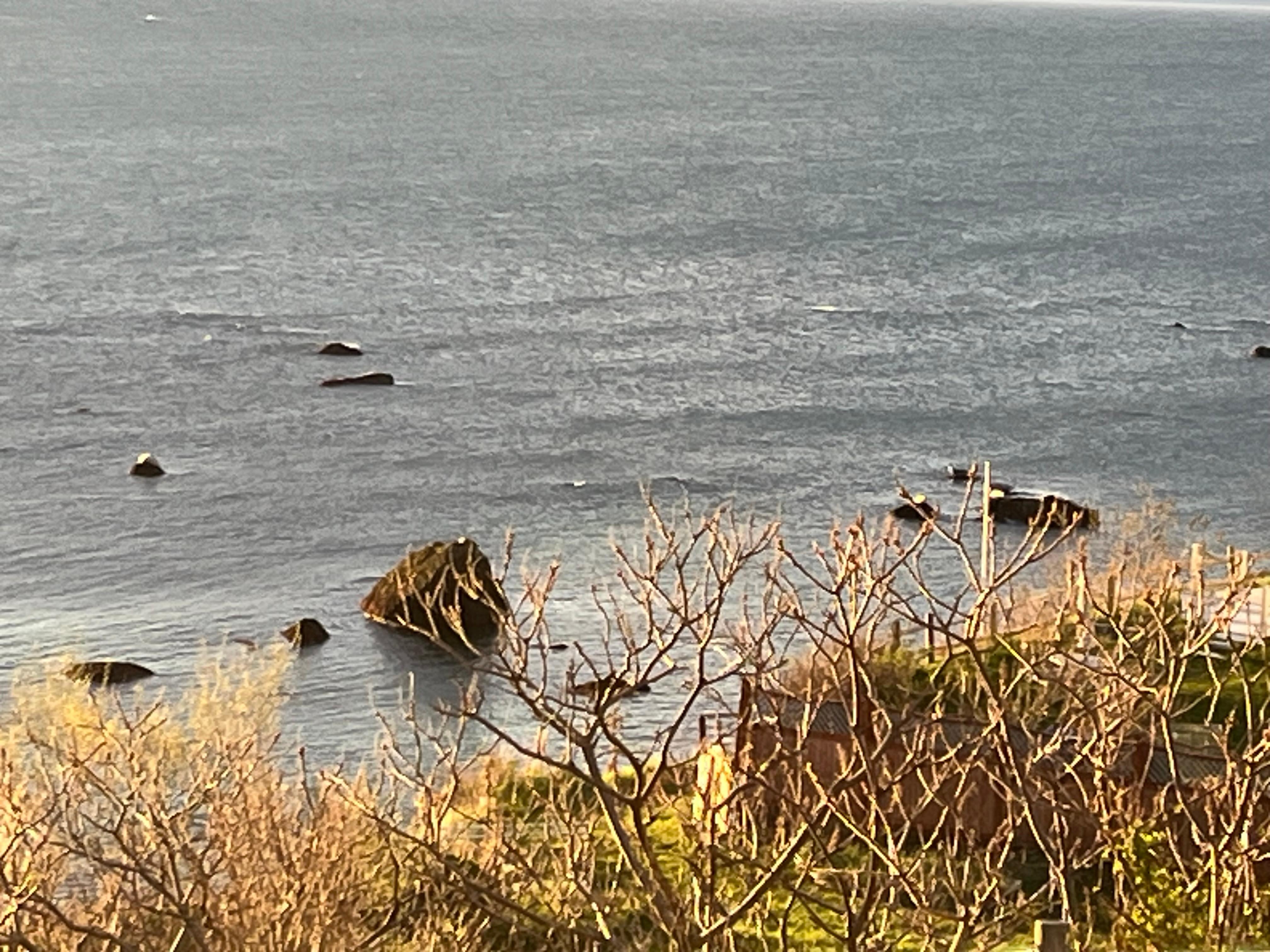 Seals like the rocks! 