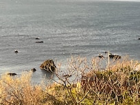 Seals like the rocks!