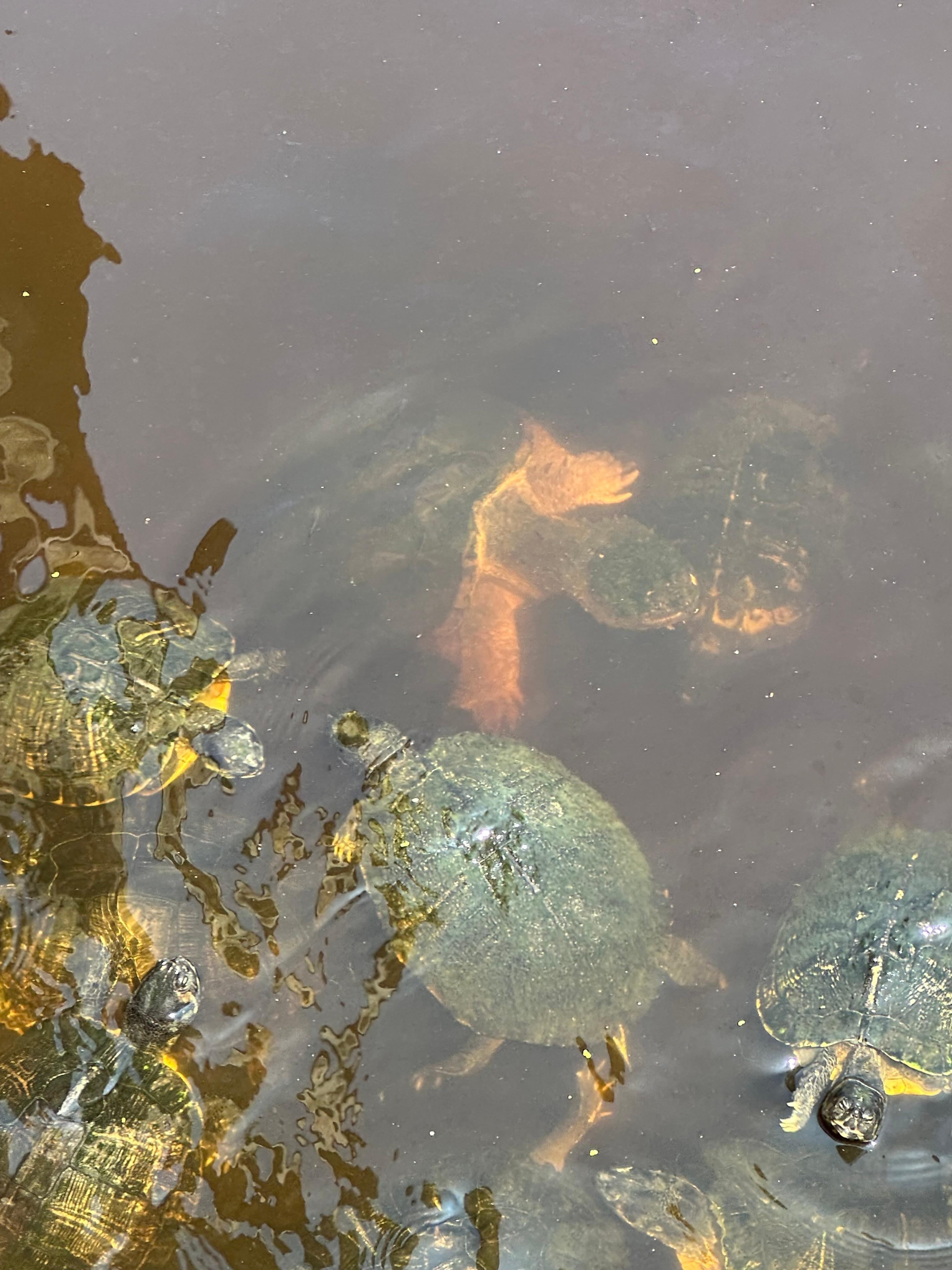Turtles in the cal-de-sac pond.  