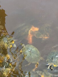 Turtles in the cal-de-sac pond.