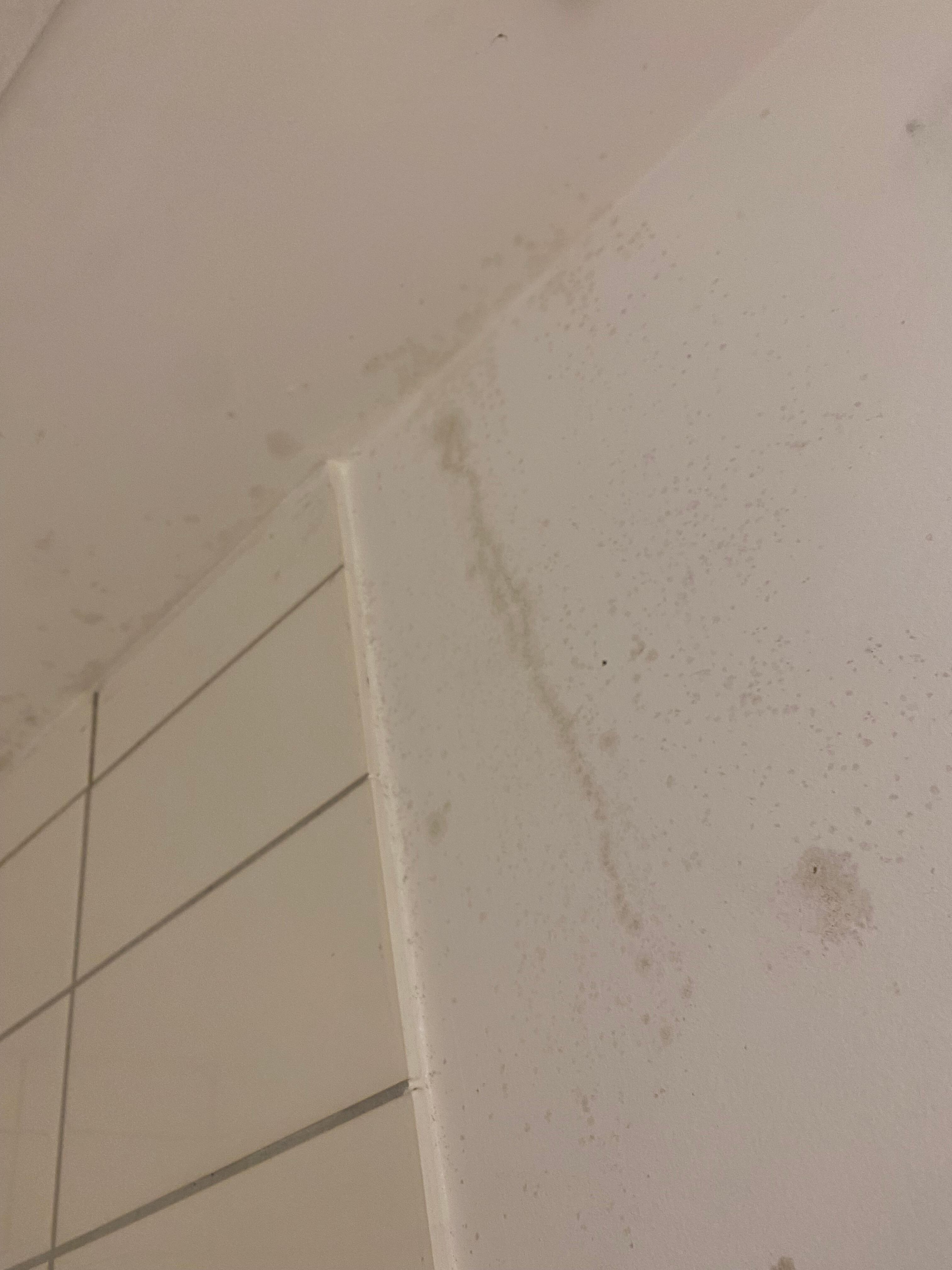 Bathroom mould