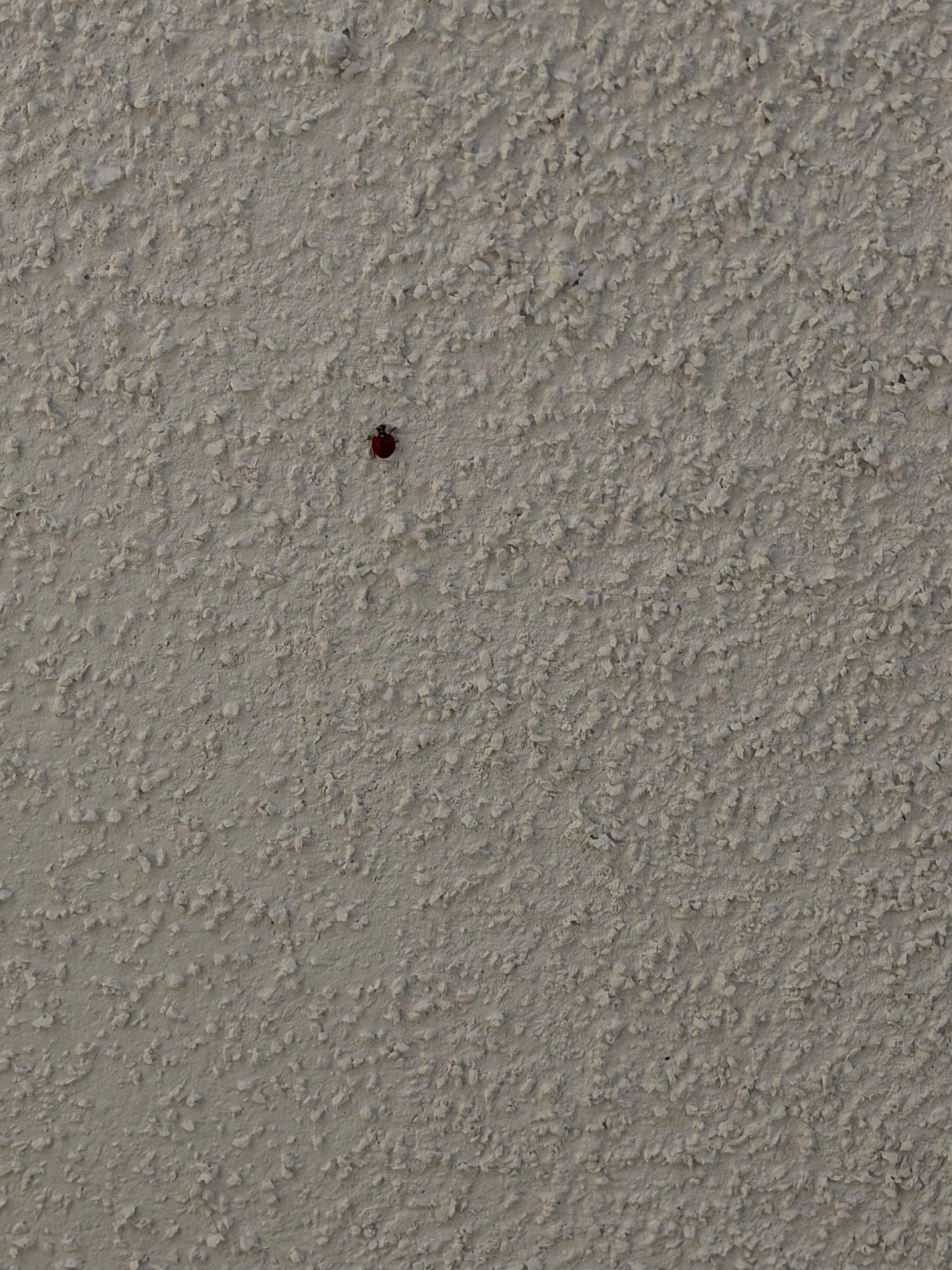 Lady bugs in room