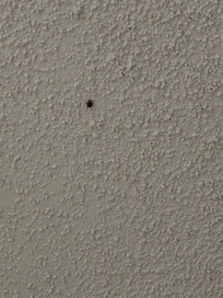 Lady bugs in room