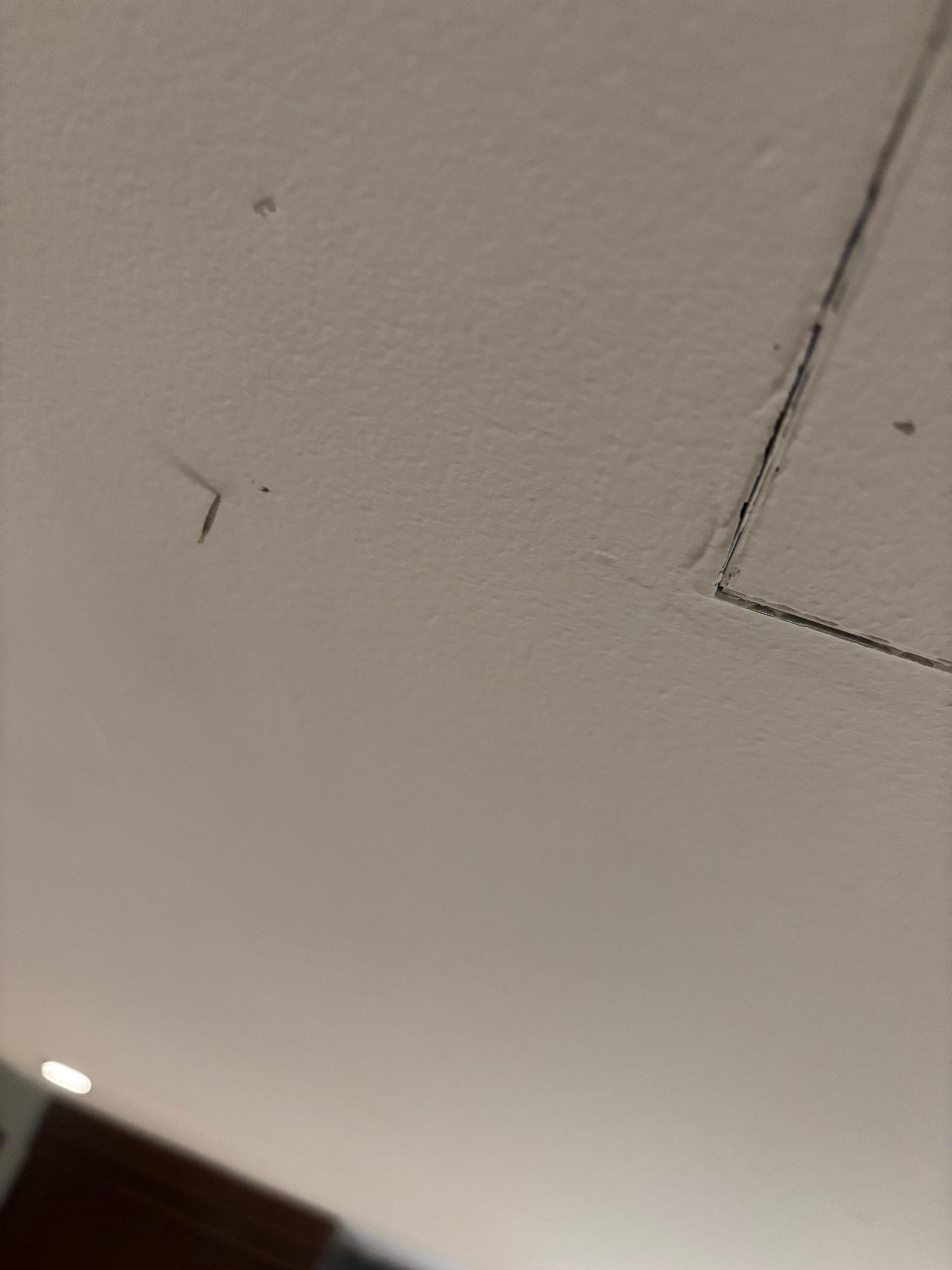 Tote Insekten im Zimmer