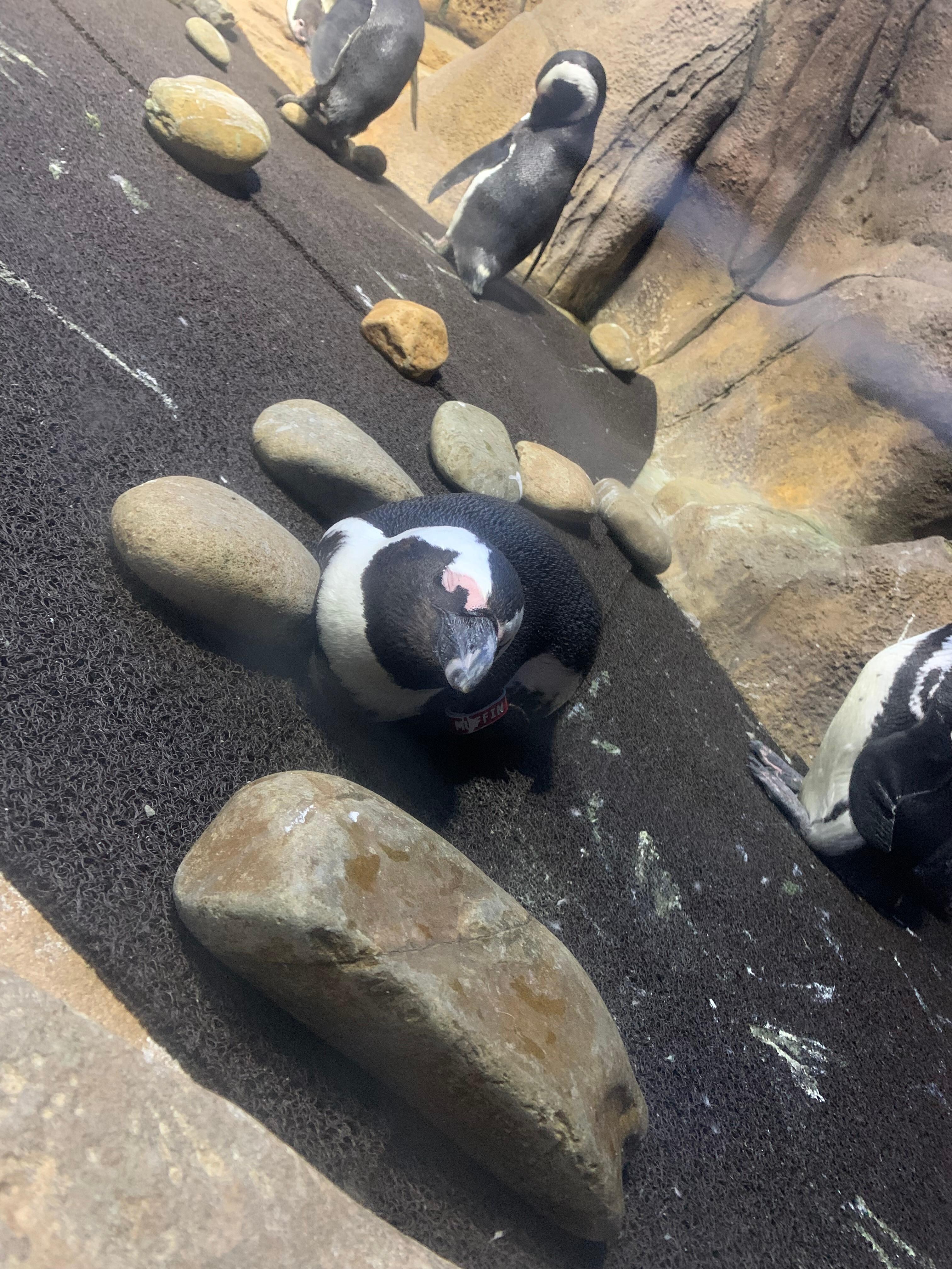 Ripleys aquarium 