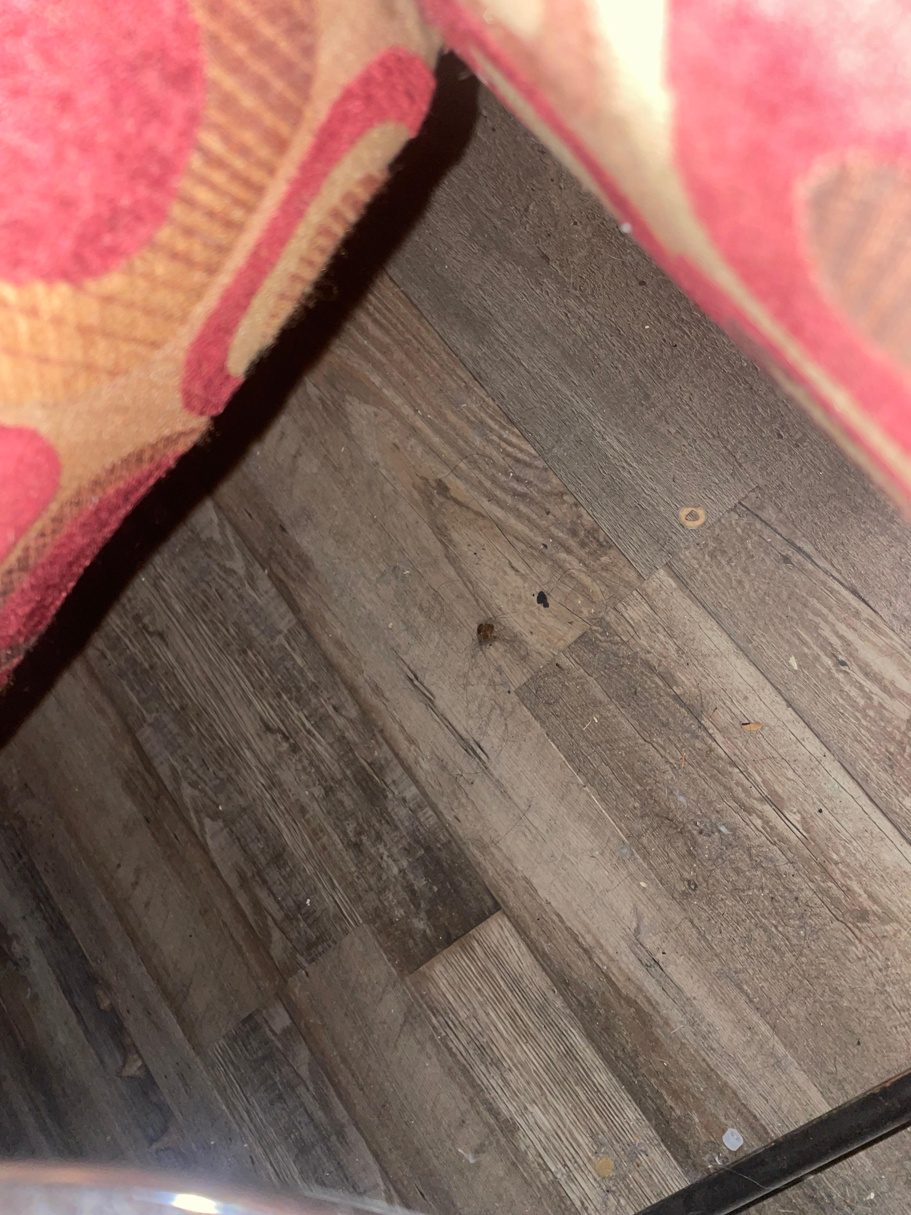 Under the couch bed there was trash and dirt . Made sure my family did not walk around without shoes