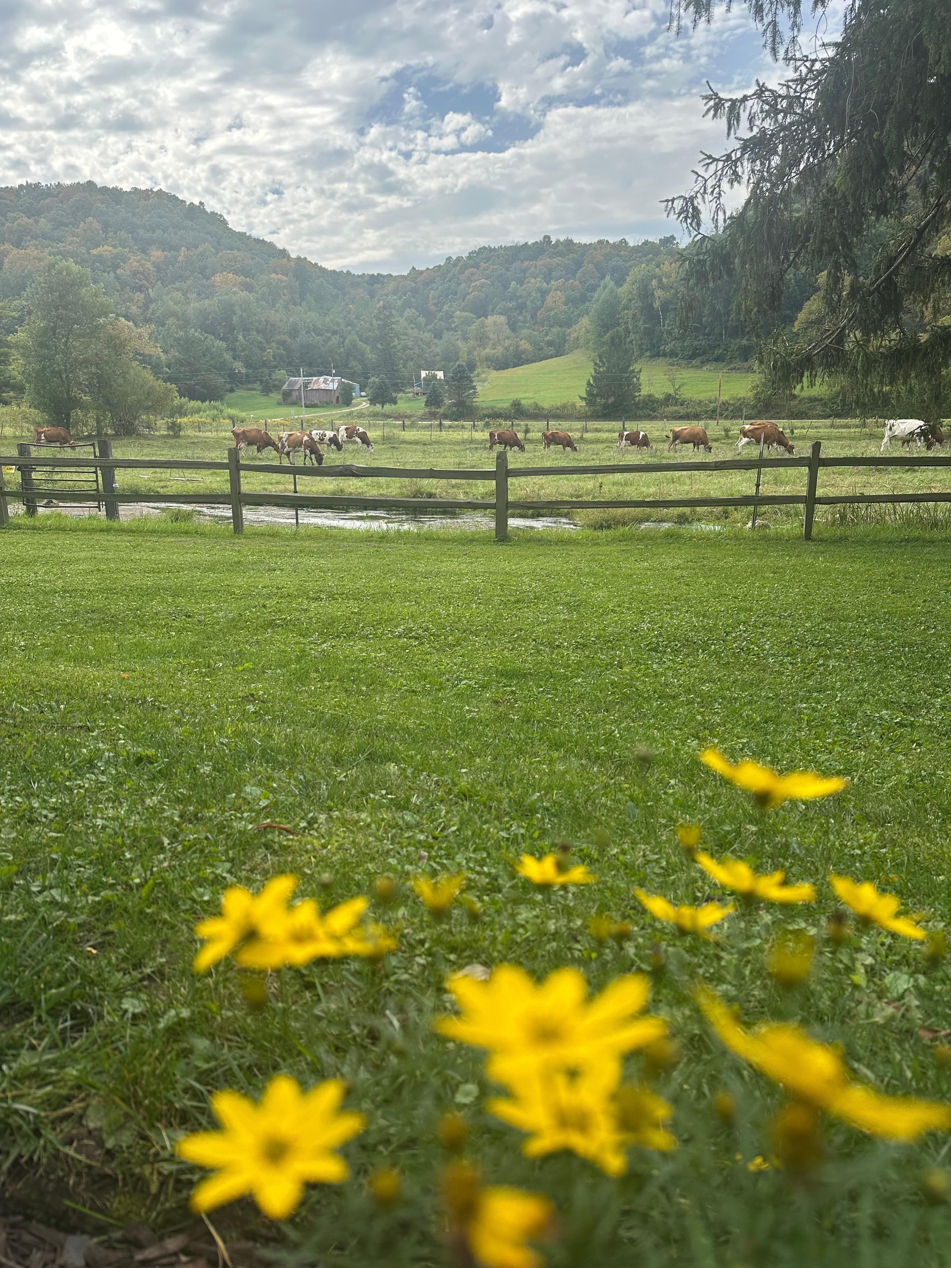View from front porch