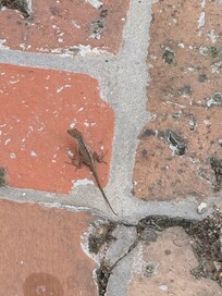 Tiny lizard, crawling around outside of the room that was offered as compensation for the roach
