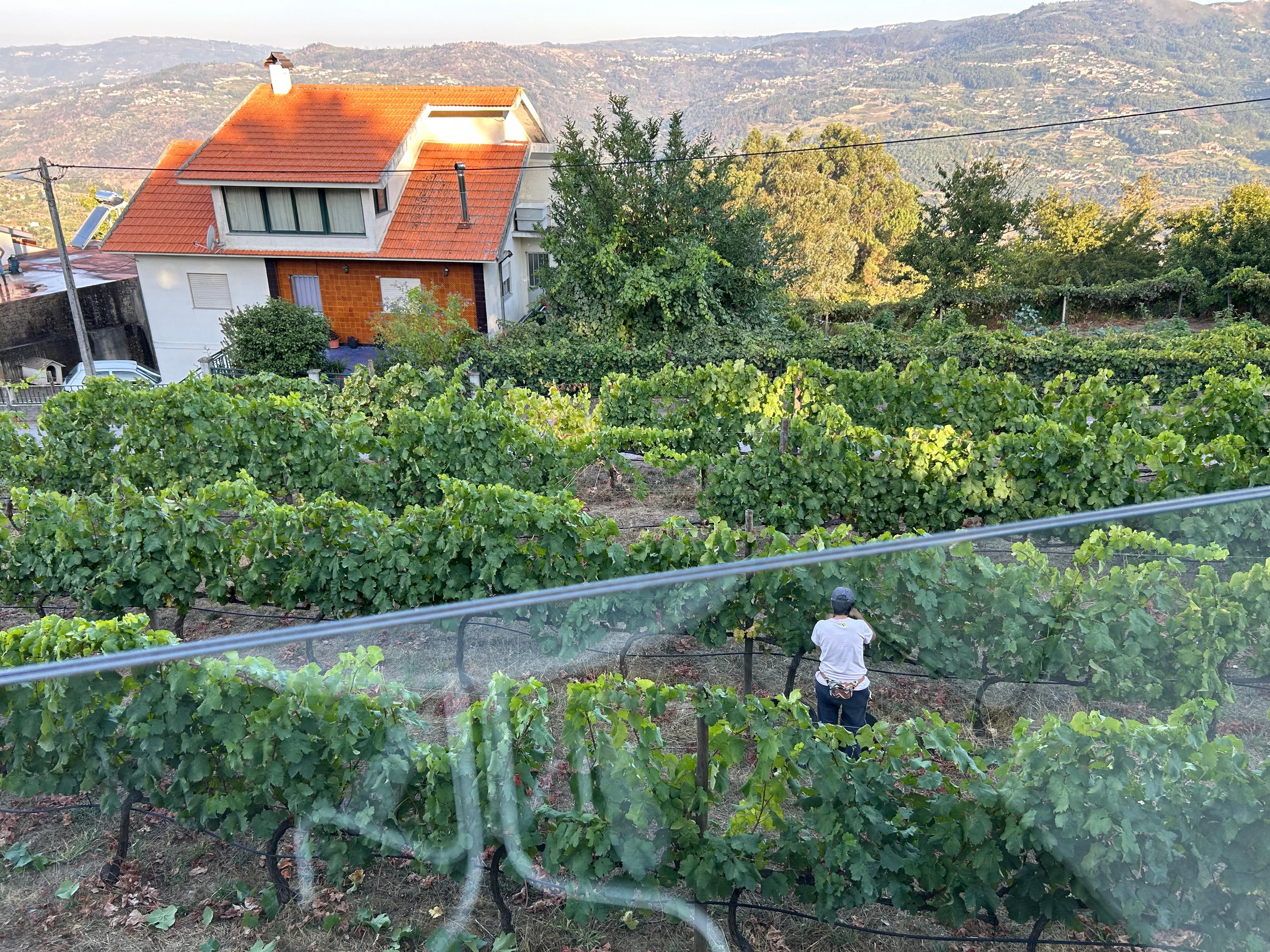 Owner picking grapes right below the balcony 