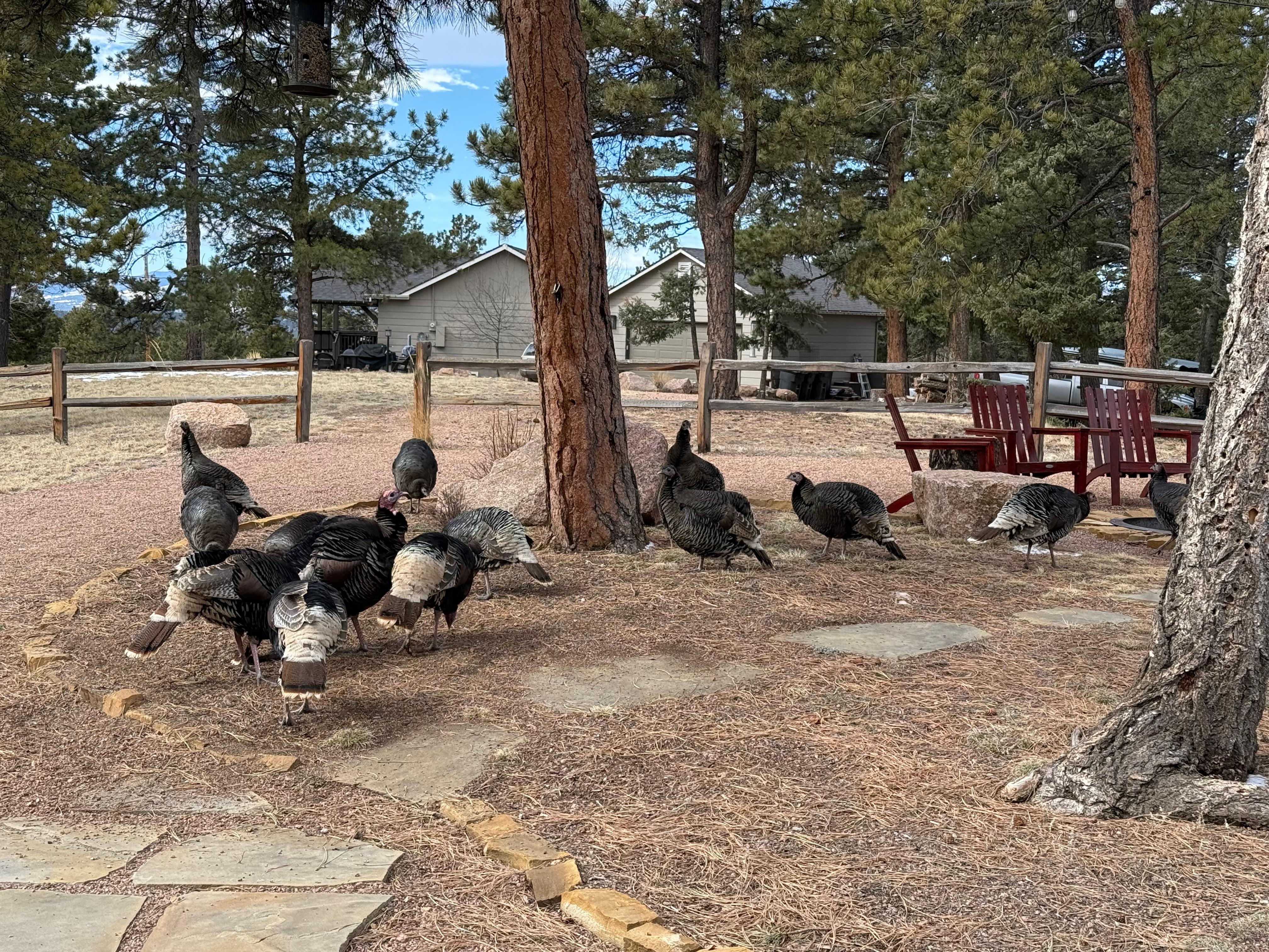 So many turkeys!!! I think one morning we counted 25! We saw many different birds, turkeys, deer, chipmunks and squirrels. 
