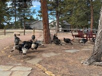 So many turkeys!!! I think one morning we counted 25! We saw many different birds, turkeys, deer, chipmunks and squirrels.