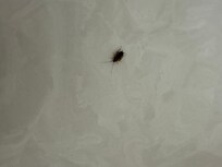 Roach on the shower wall.