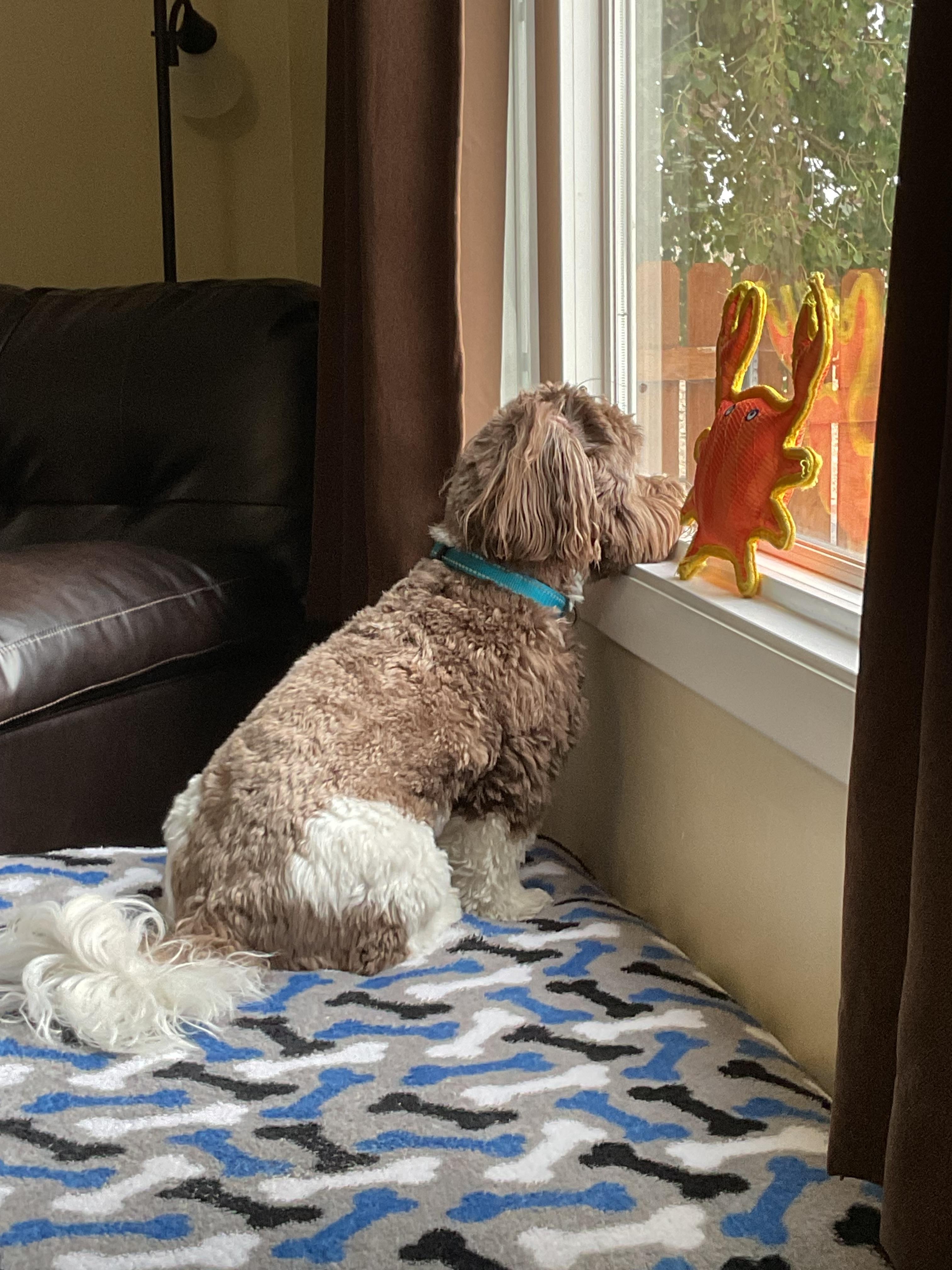 Kodi loved the picture window with a wide vista!