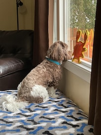 Kodi loved the picture window with a wide vista!