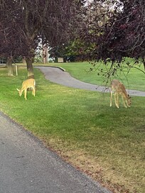 Beautiful deer in the evening.