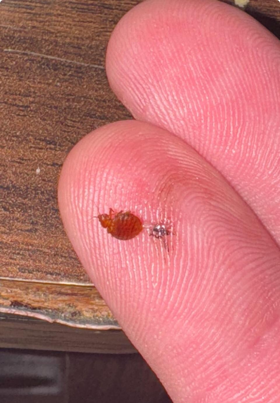 Bed bug