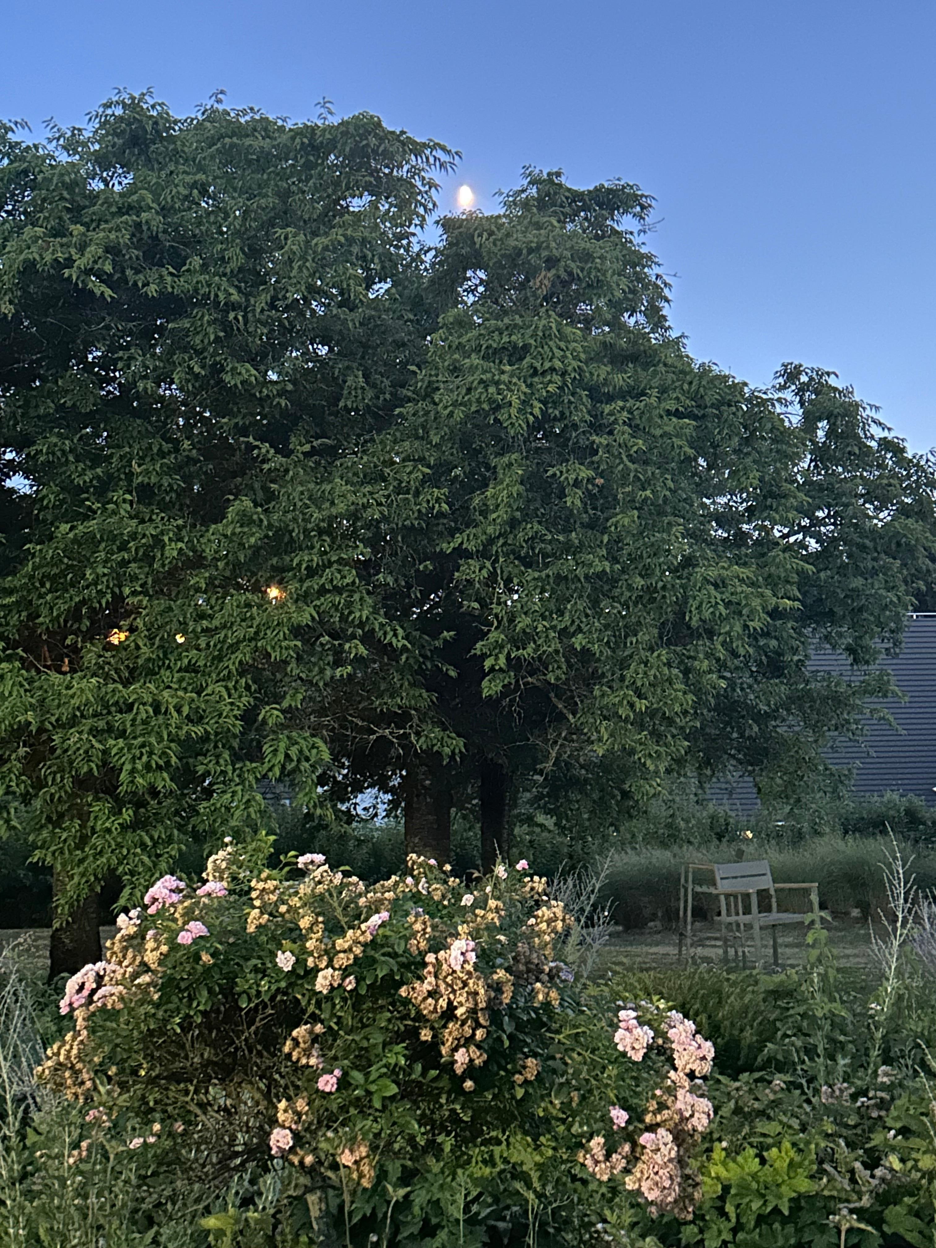 View from terrasse to lights in the perennial garden.