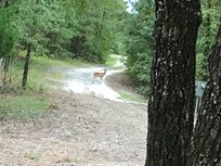 Our morning visitor