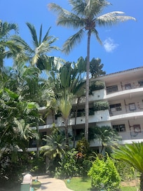 The trees are extrodinary, Hugh Palm trees