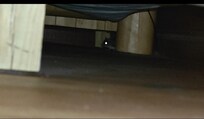 A mouse under the bed