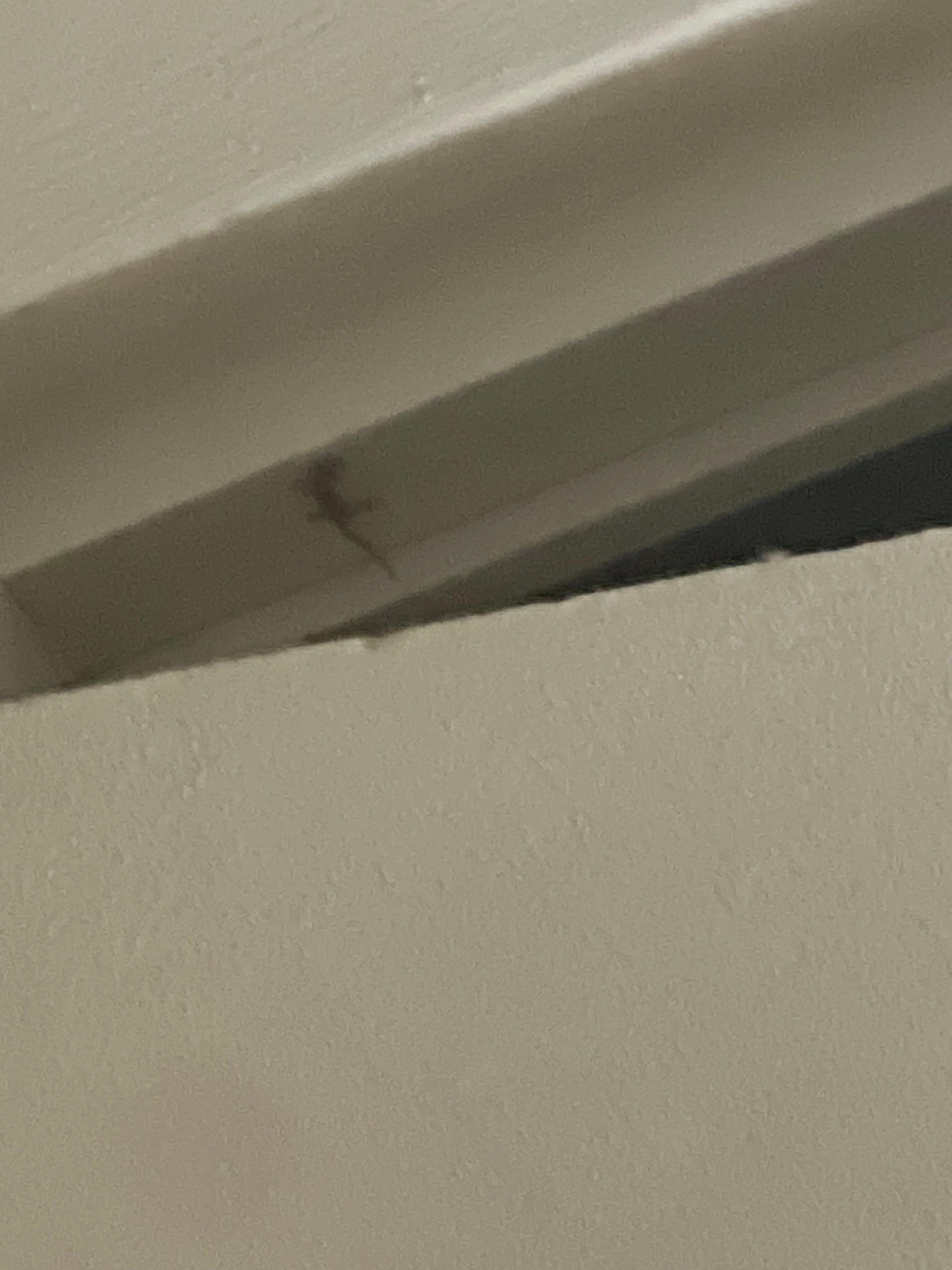 Lizard is right over the bed area all types of cracks in the ceiling 
