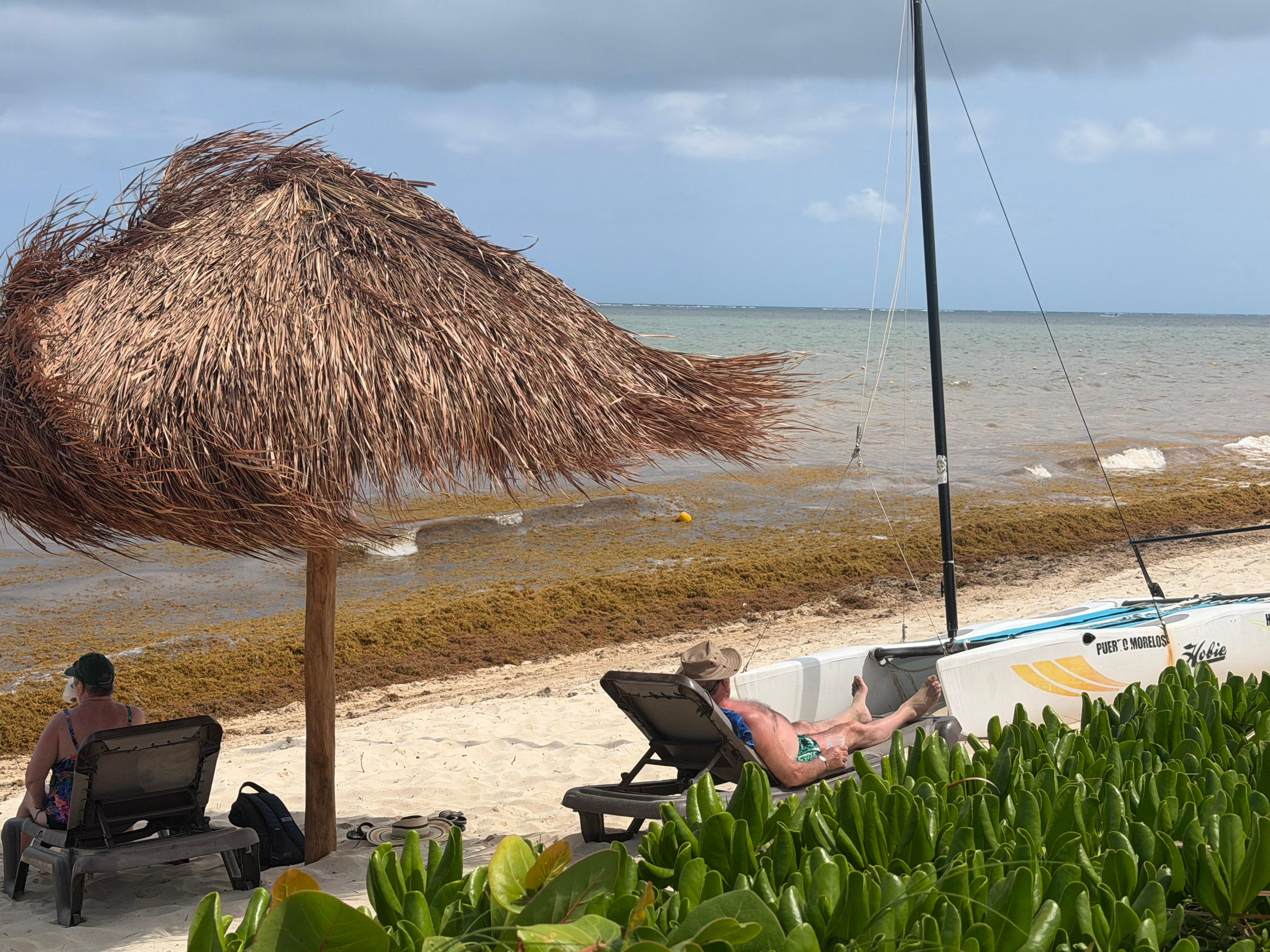 Sargassum On the beach. 