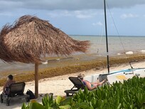 Sargassum On the beach.