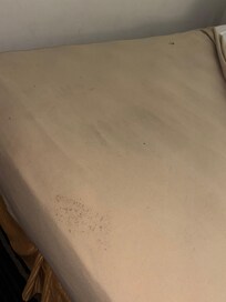 Bed bugs and burn holes