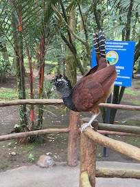 Animals and beautiful gardens