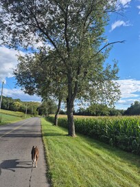 The quiet country road in front of the house (cornfields!)