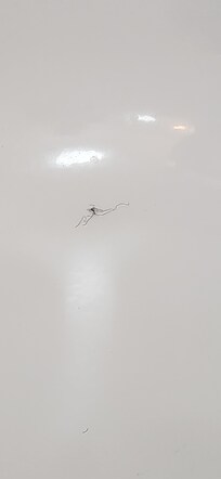 Hairball in Bathtub