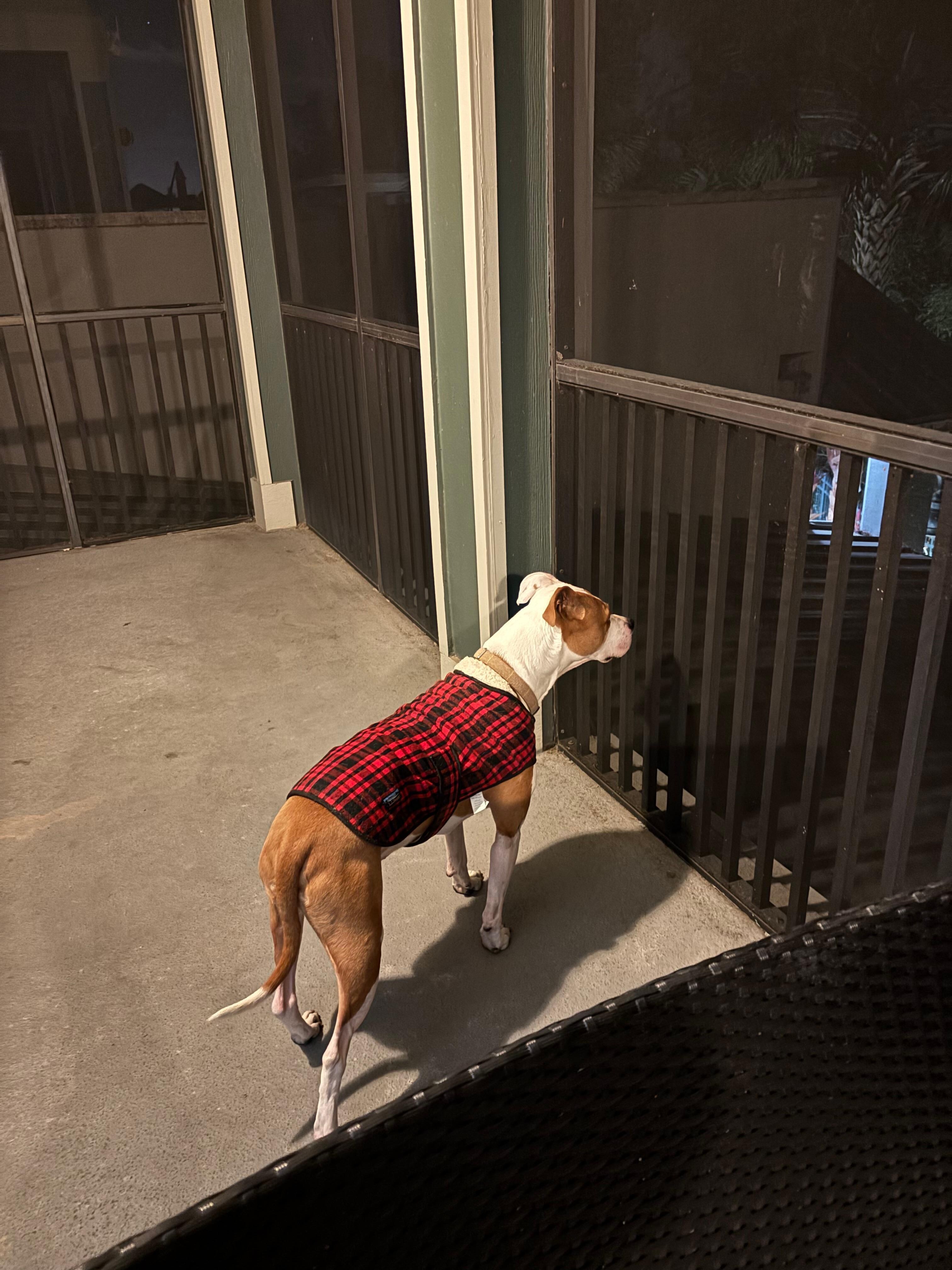 NC dog enjoying the balmy temps as compared to home on the lanai.