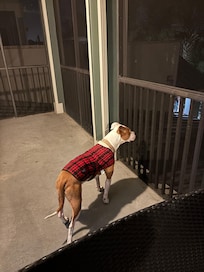 NC dog enjoying the balmy temps as compared to home on the lanai.