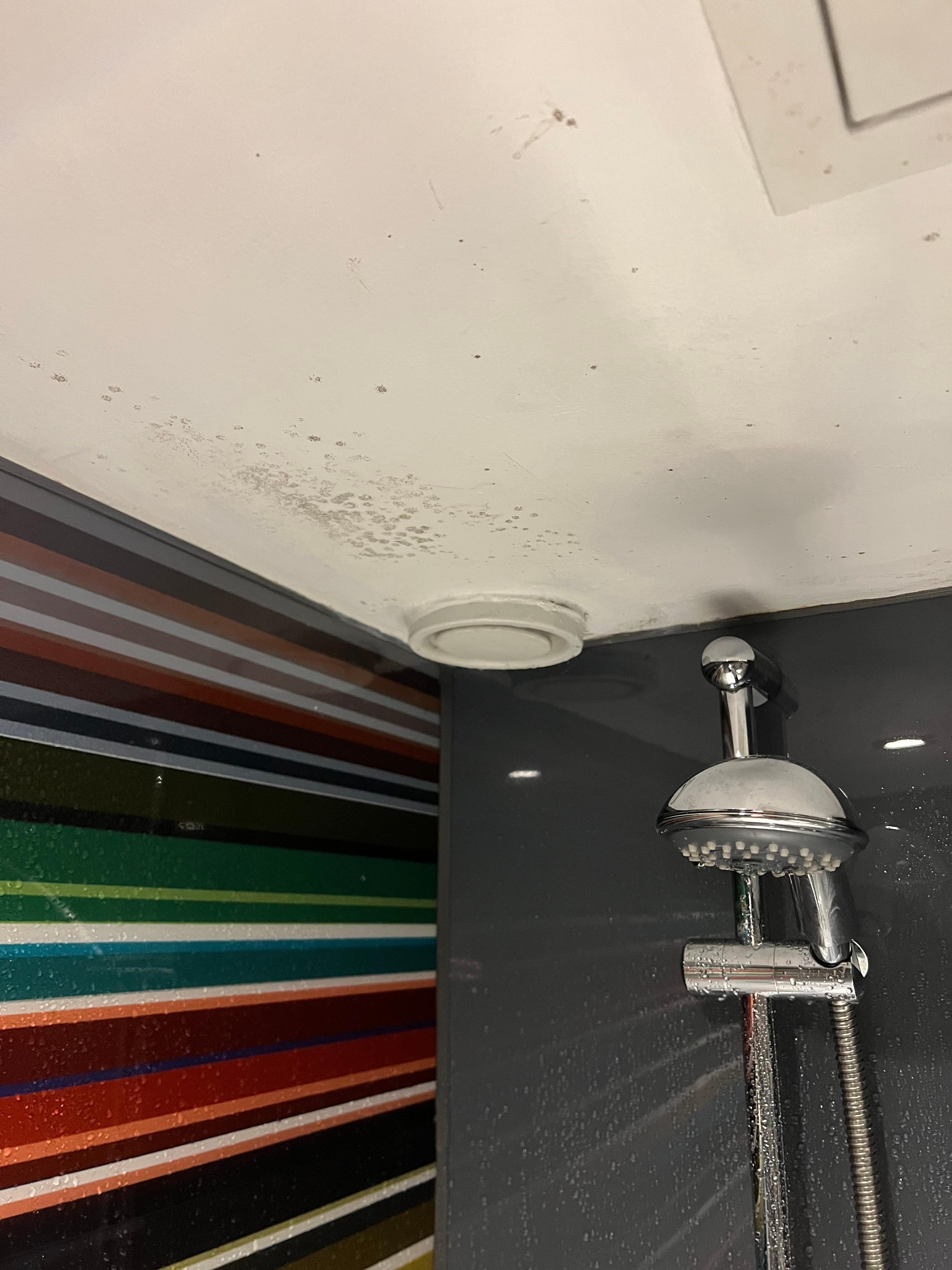 Bathroom fungus