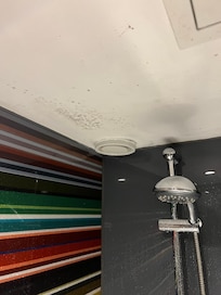 Bathroom fungus