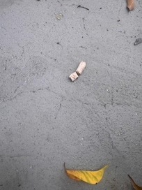 OLD CIGARETTE BUTTS SCATTERED EVERYWHERE