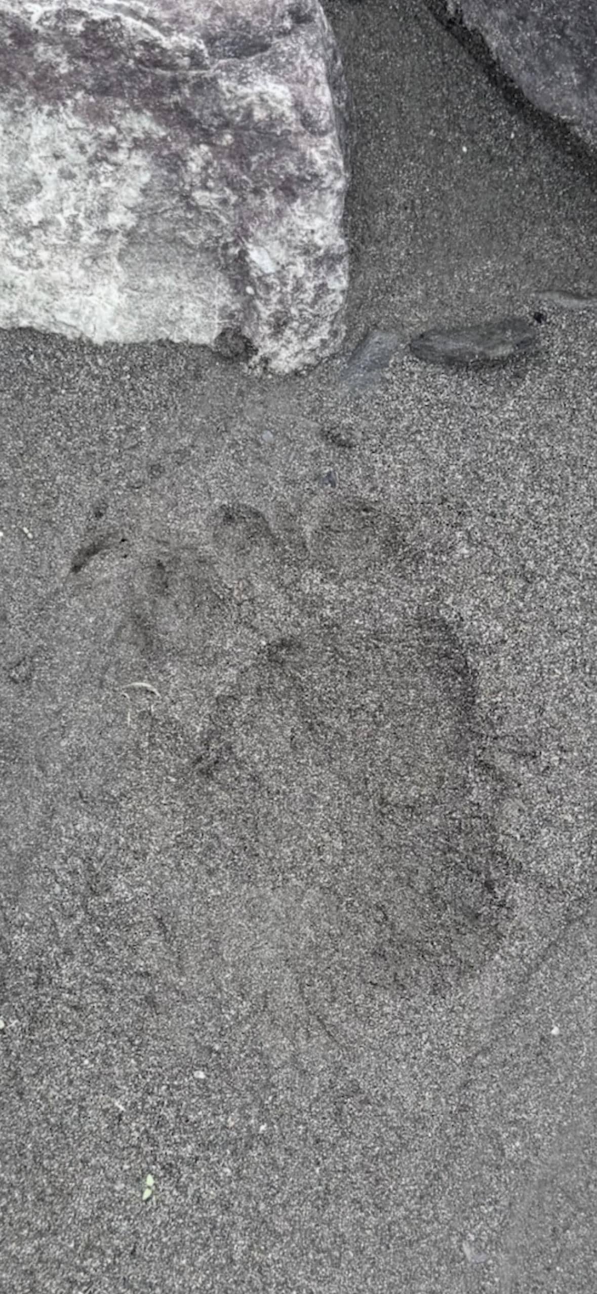 bear print