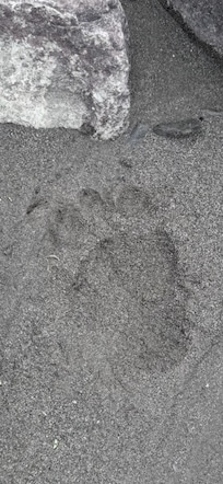 bear print