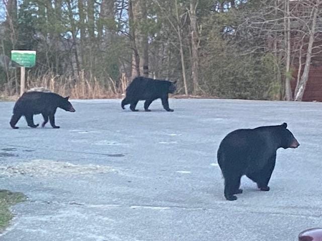 Didn't get a good picture with all 4, as they were mostly spread out, checking out the area