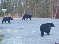 Didn't get a good picture with all 4, as they were mostly spread out, checking out the area