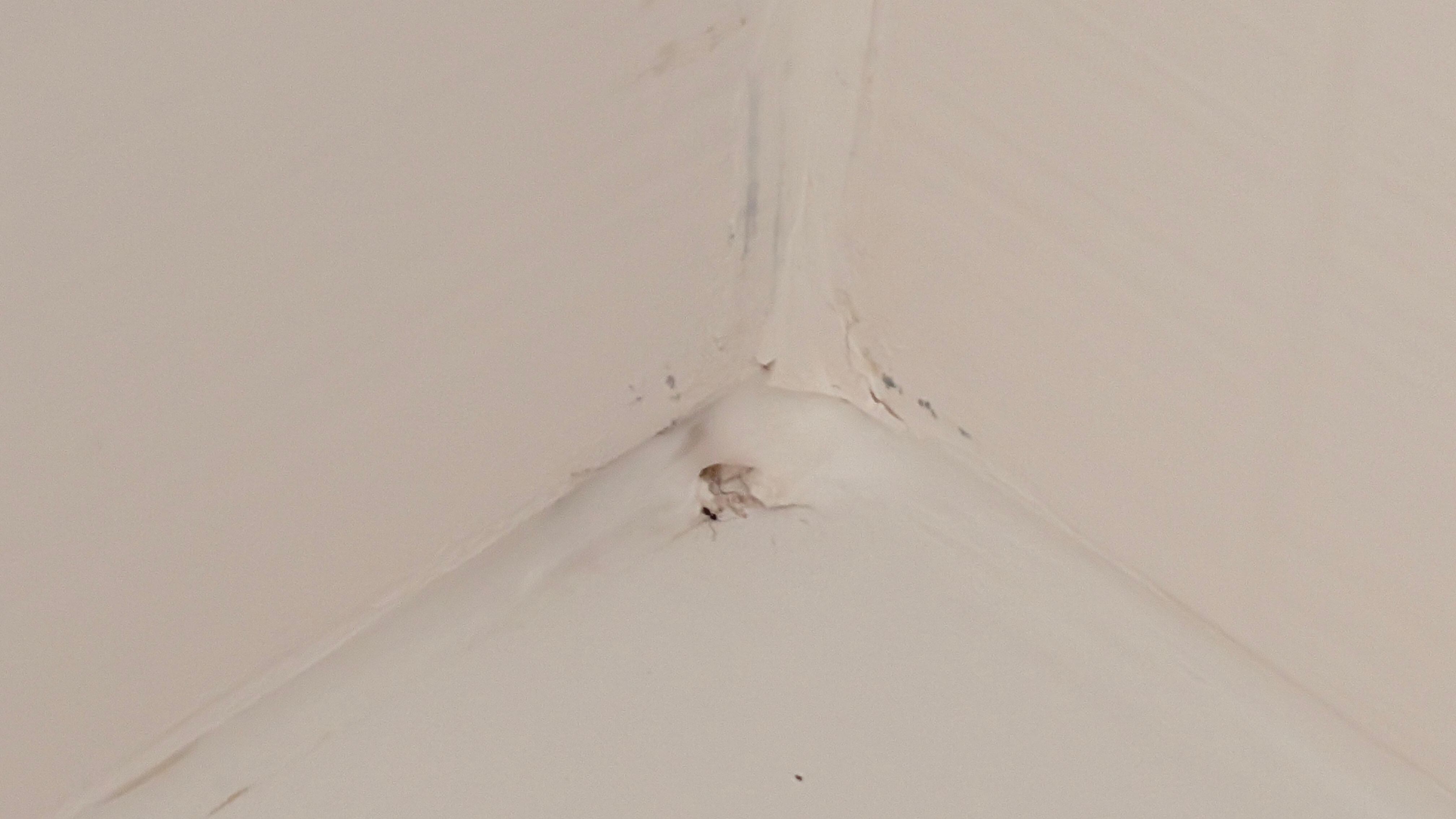 Mold