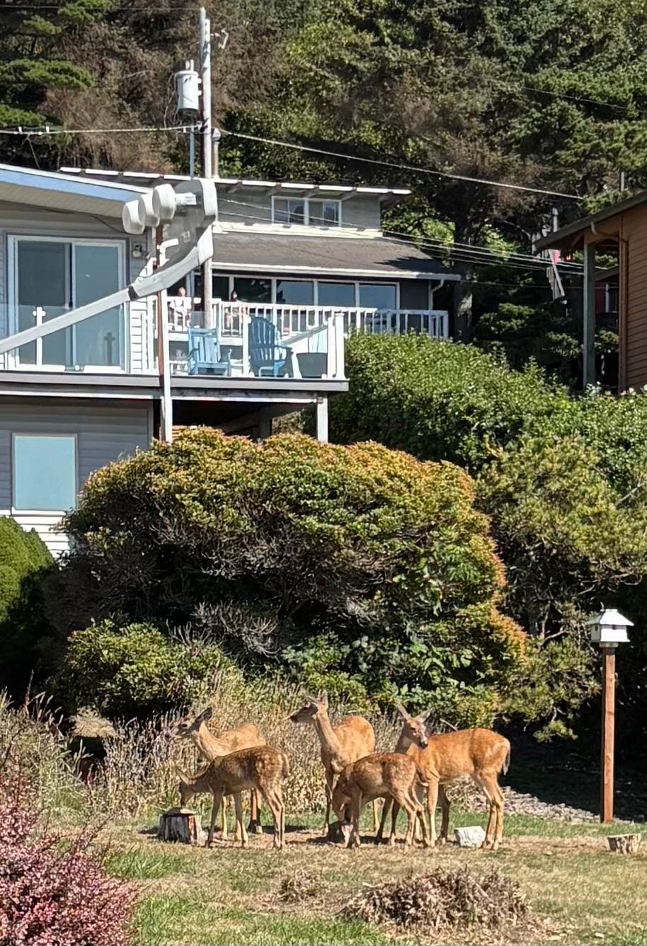 Very Friendly Deer in Back Yard