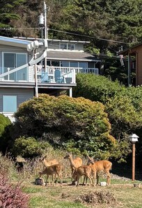 Very Friendly Deer in Back Yard