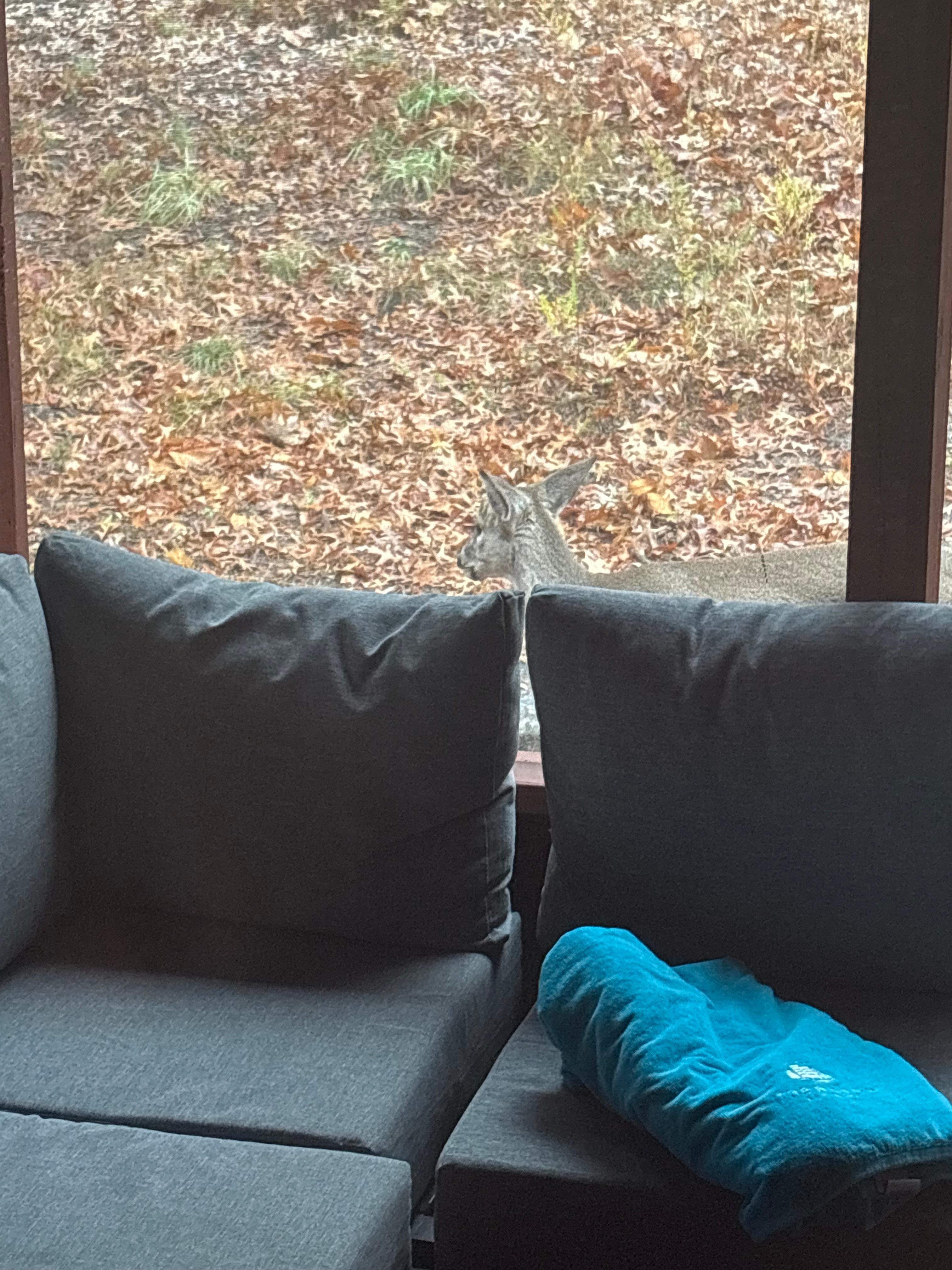 Enjoyed my coffee with a baby and her mama.