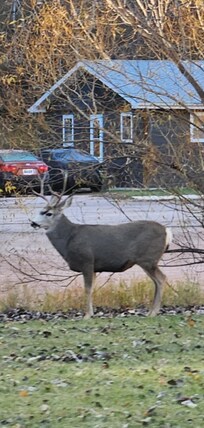 Wildlife outside the parking lot