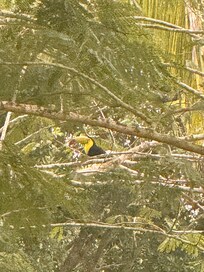 Active nature just off our private patio