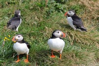 Puffins (Papageientaucher)